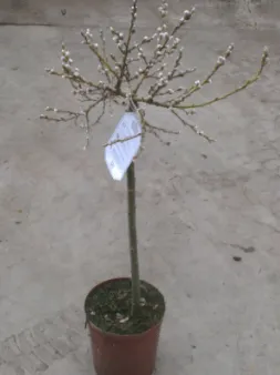 Dwarf Willow