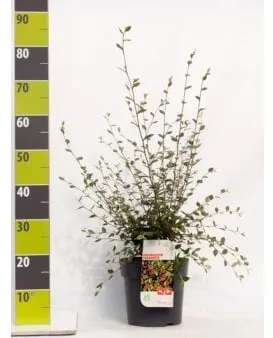 Grey Cotoneaster