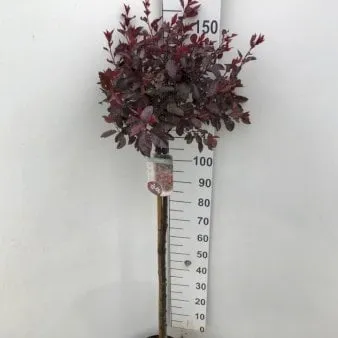 Dwarf purple-leaf plum